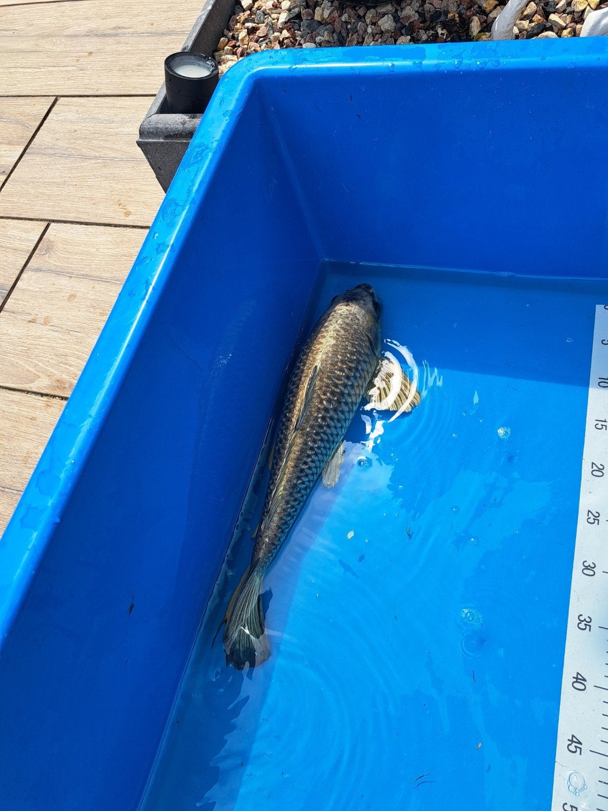 GHOST KOI  KARPER 45 CM, Karper of Koi