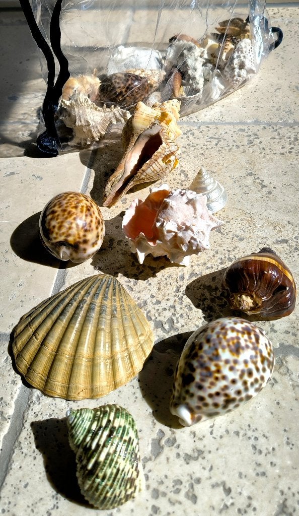 Tas met schelpen voor verzamelaar of aquarium, Verzamelen, Ophalen, Schelp(en)