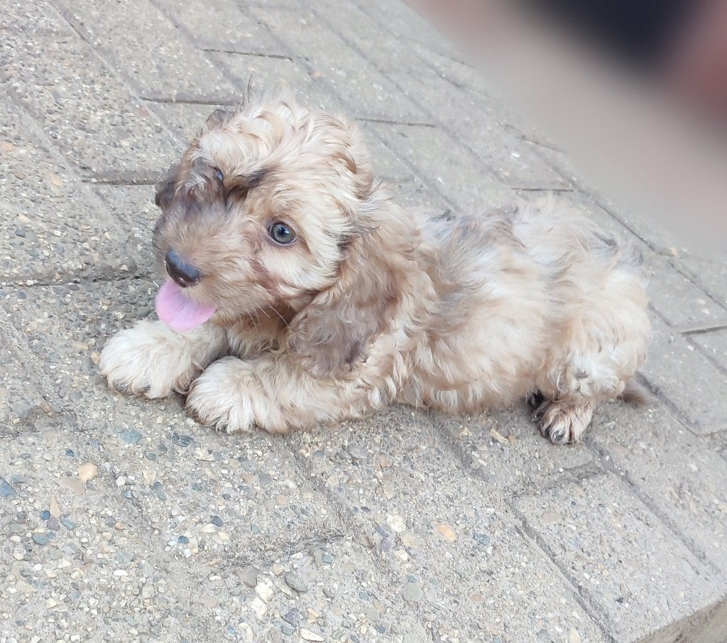 Toypoedel x Dwergteckel pups, Dieren en Toebehoren, Parvo, België, Particulier, 8 tot 15 weken