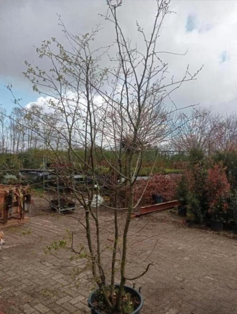 carpinus betulus, Tuin en Terras, Overige soorten, Lente, 100 tot 250 cm, Ophalen