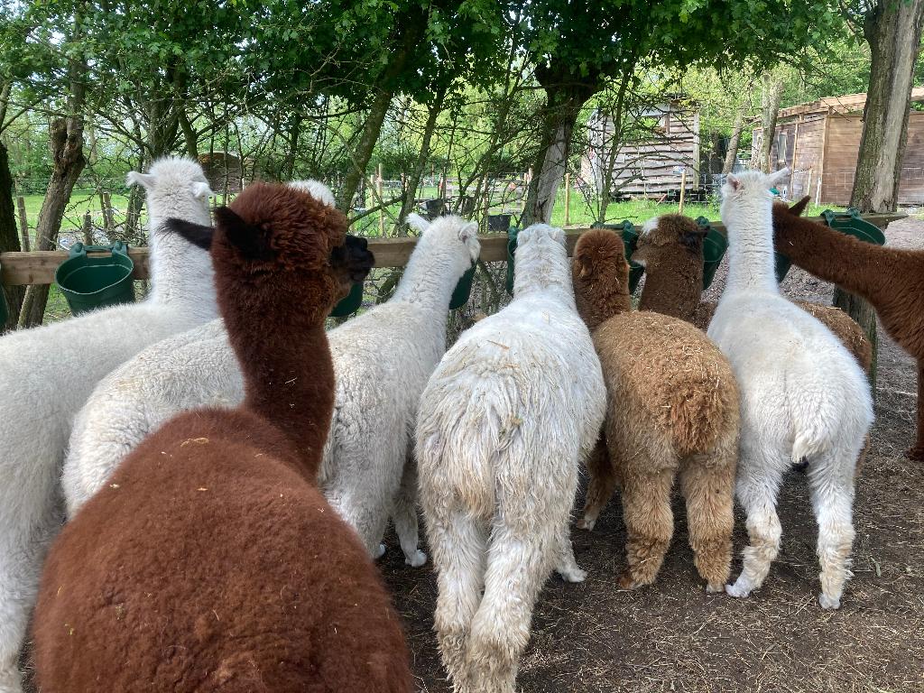 Wol schaap alpaca en meer, Vrouwelijk, Schaap