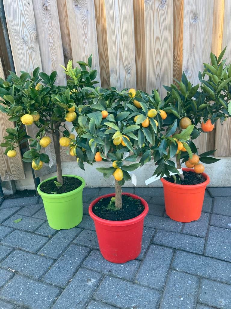 Citrusbomen, zoals citroen-, sinaasappel- en mandarijnbomen,, Tuin en Terras, Planten | Tuinplanten, Volle zon, Vaste plant, Lente