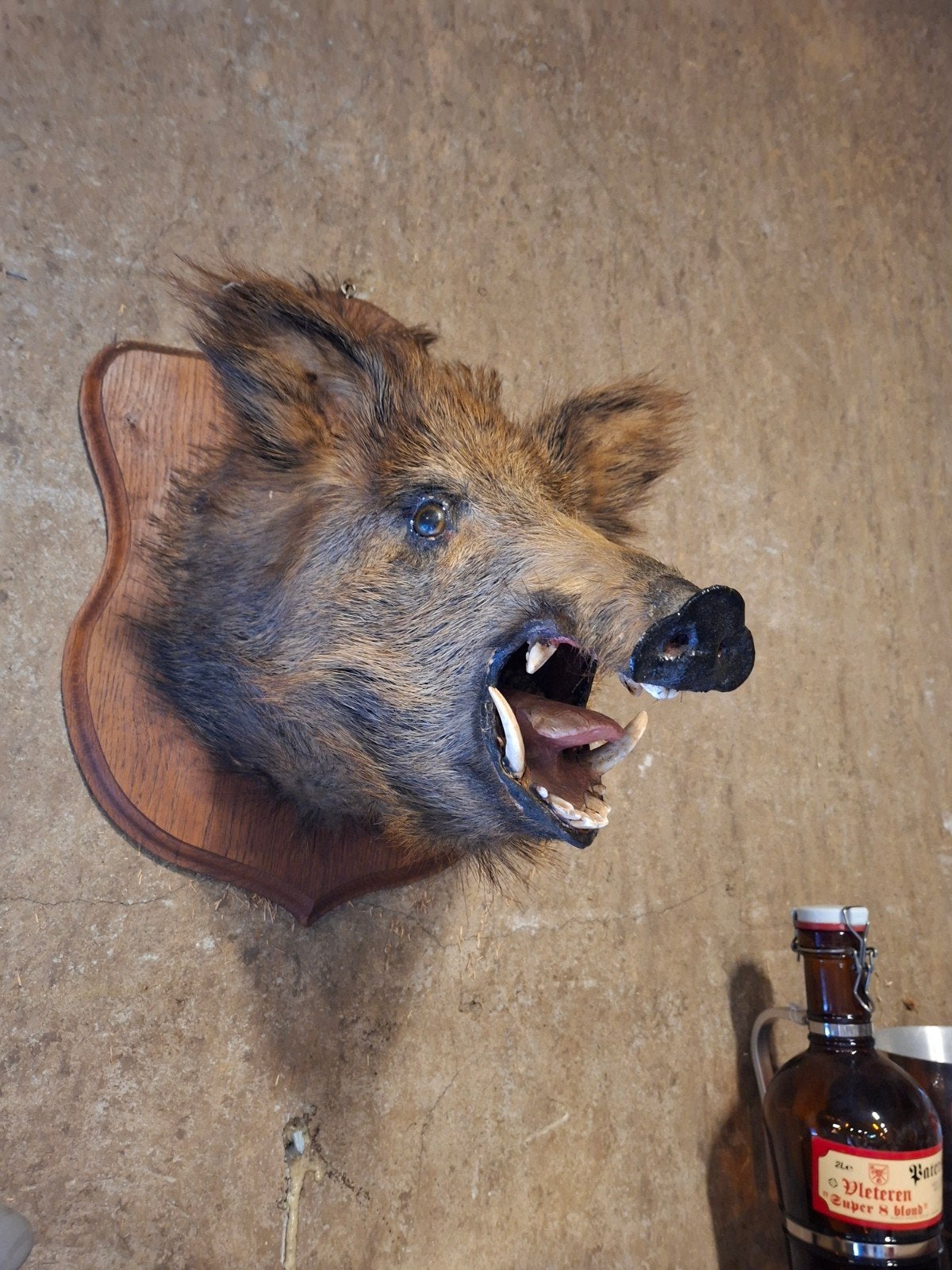 Everzwijn taxidermie, Ophalen, Vogel, Opgezet dier