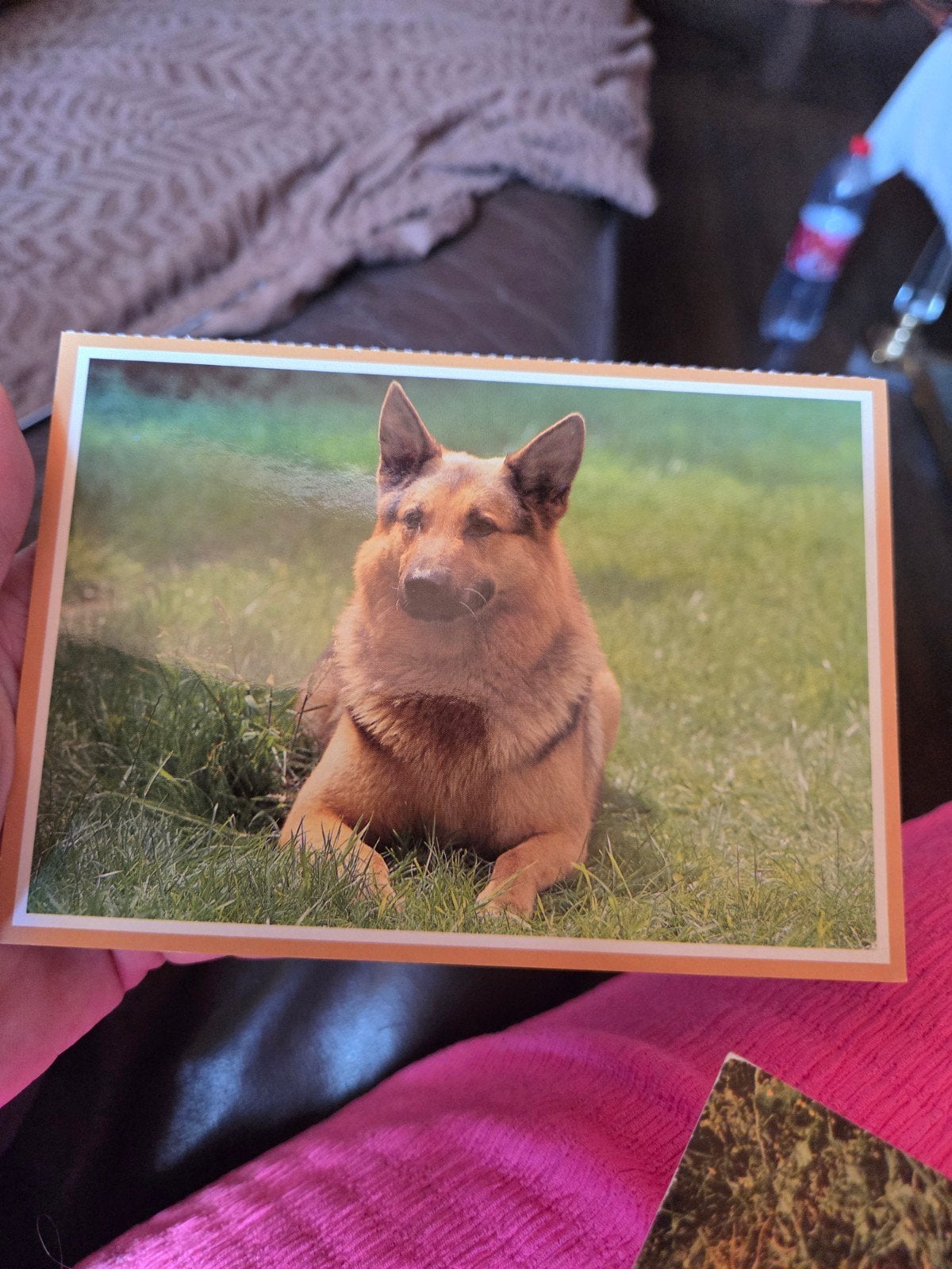 Oude foto van een Duitse Herder in het gras, Ophalen of Verzenden