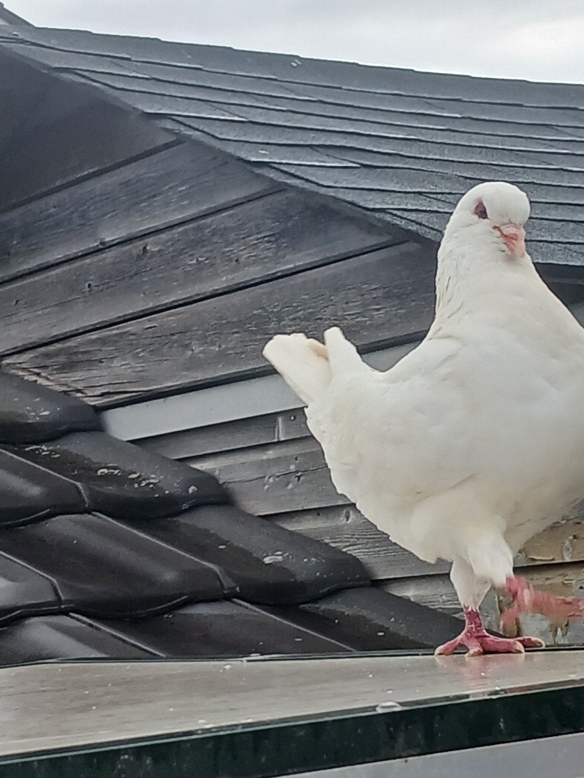 Te koop kingduif kingduiven doffer, Mannelijk, Overige soorten