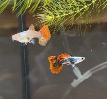 Platinum red dumbo ears guppies, Vis