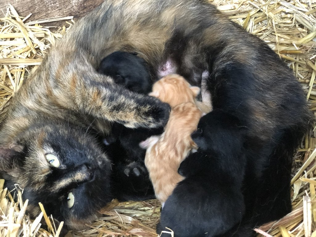 Kittens, apart mooi, mensgericht, afstamming noorse boskat, Meerdere dieren