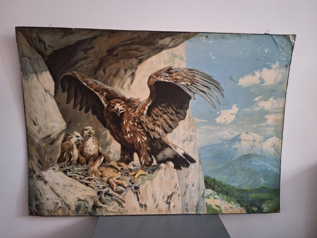 Vintage schoolplaat adelaar met kuikens gebruikt karton, Ophalen