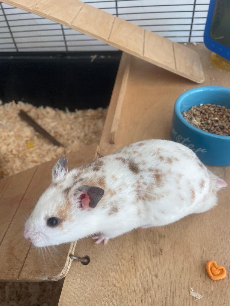 Door kleinere woning: Goudhamster met kooi, Dieren en Toebehoren, Knaagdieren, Hamster, Augustus, Mannelijk, Tam