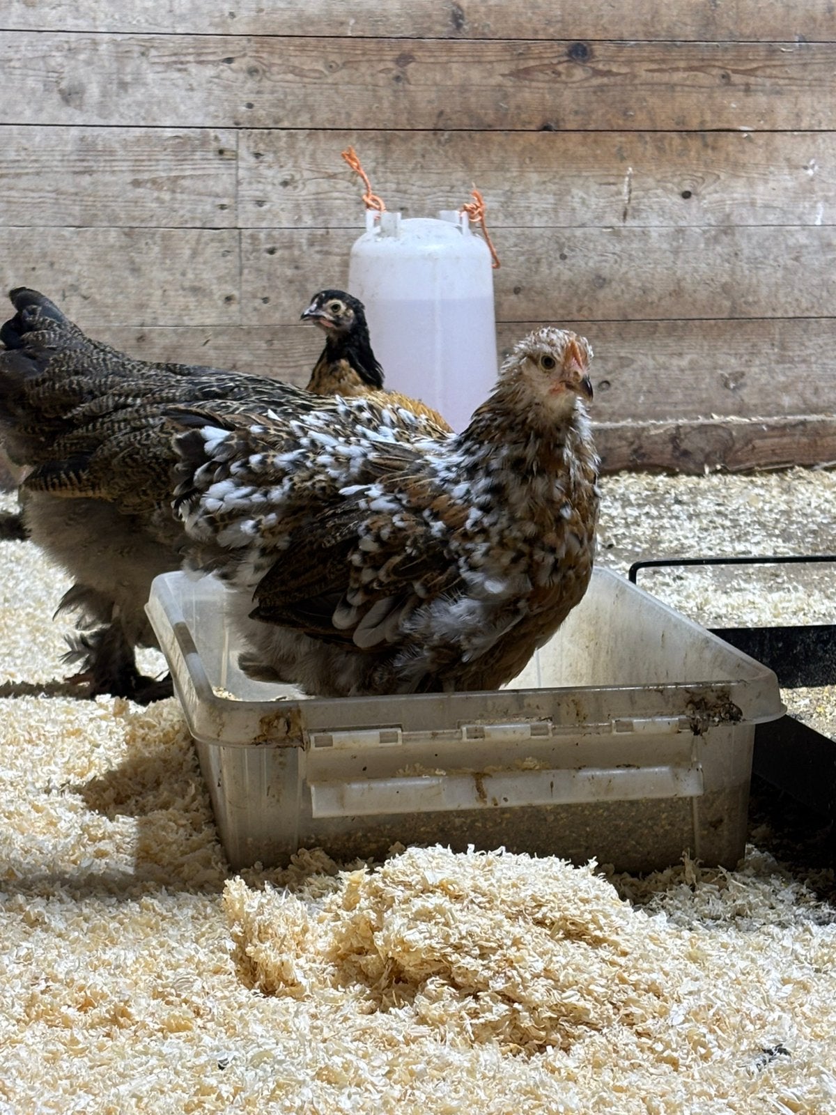 Cochins te koop, Mannelijk, Kip