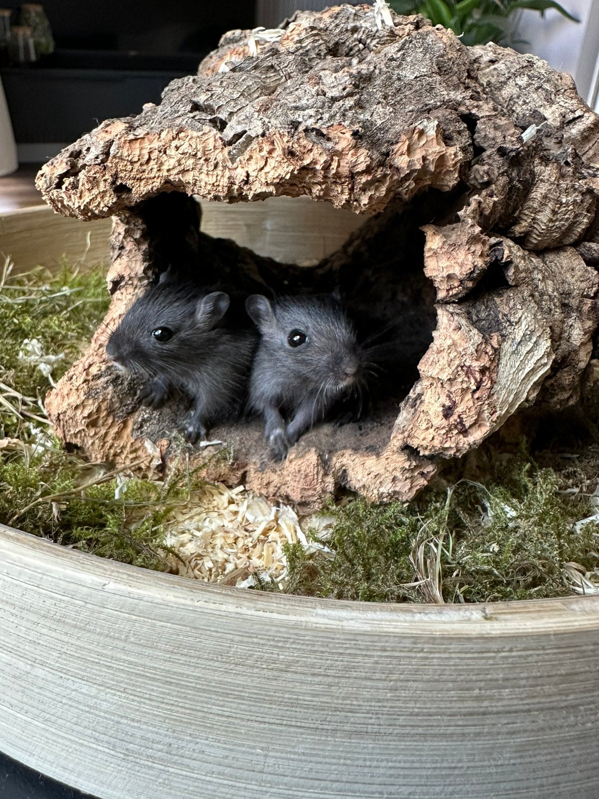 Mega leuke gerbils (woestijnratjes) te koop!, Dieren en Toebehoren, Knaagdieren, Augustus, Mannelijk, Overige typen, Tam