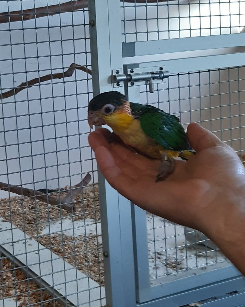 jonge roestkop caique, Dieren en Toebehoren, Vrouwelijk, Papegaai, Tam