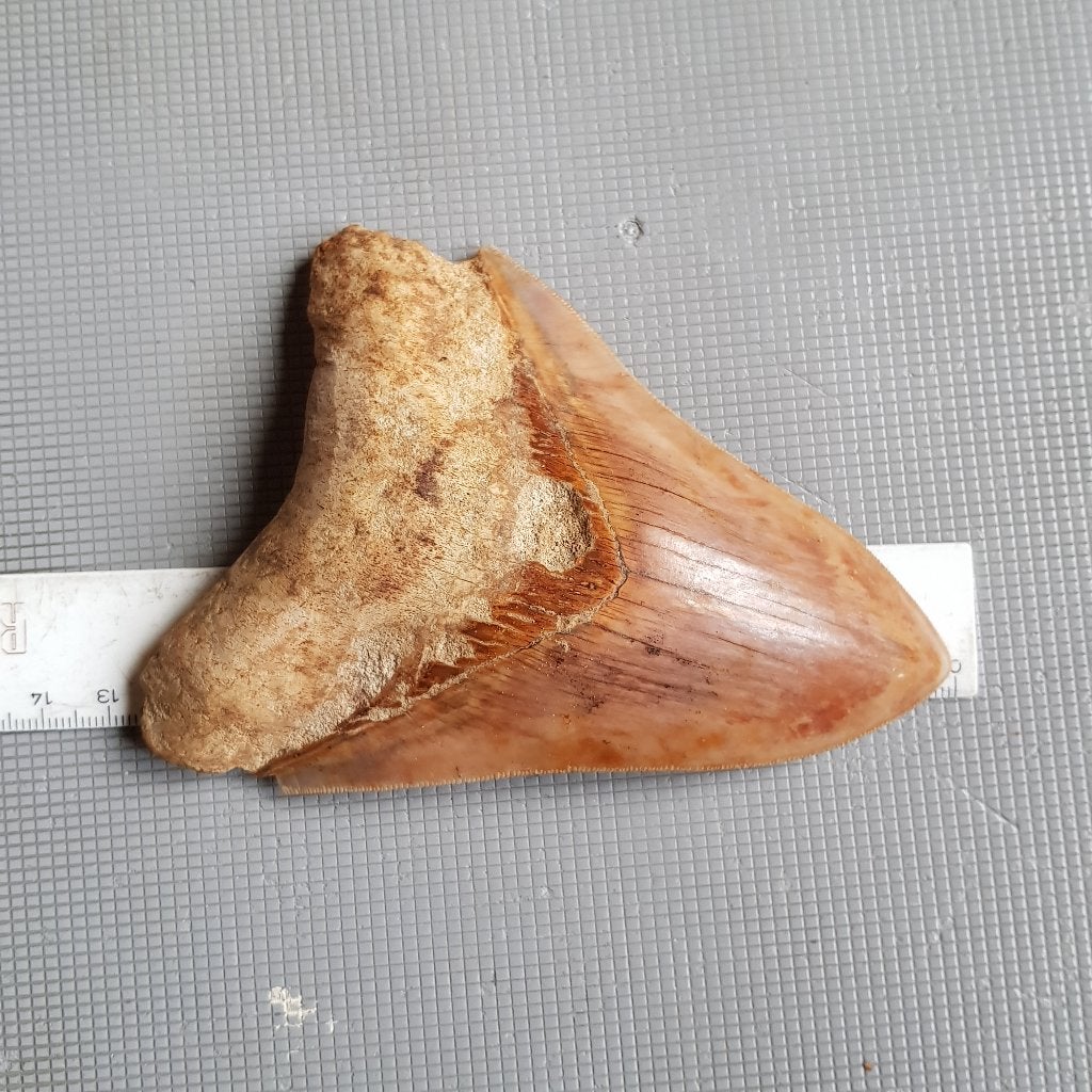 Haaientand, Megalodon, Otodus megalodon, Ophalen of Verzenden, Fossiel