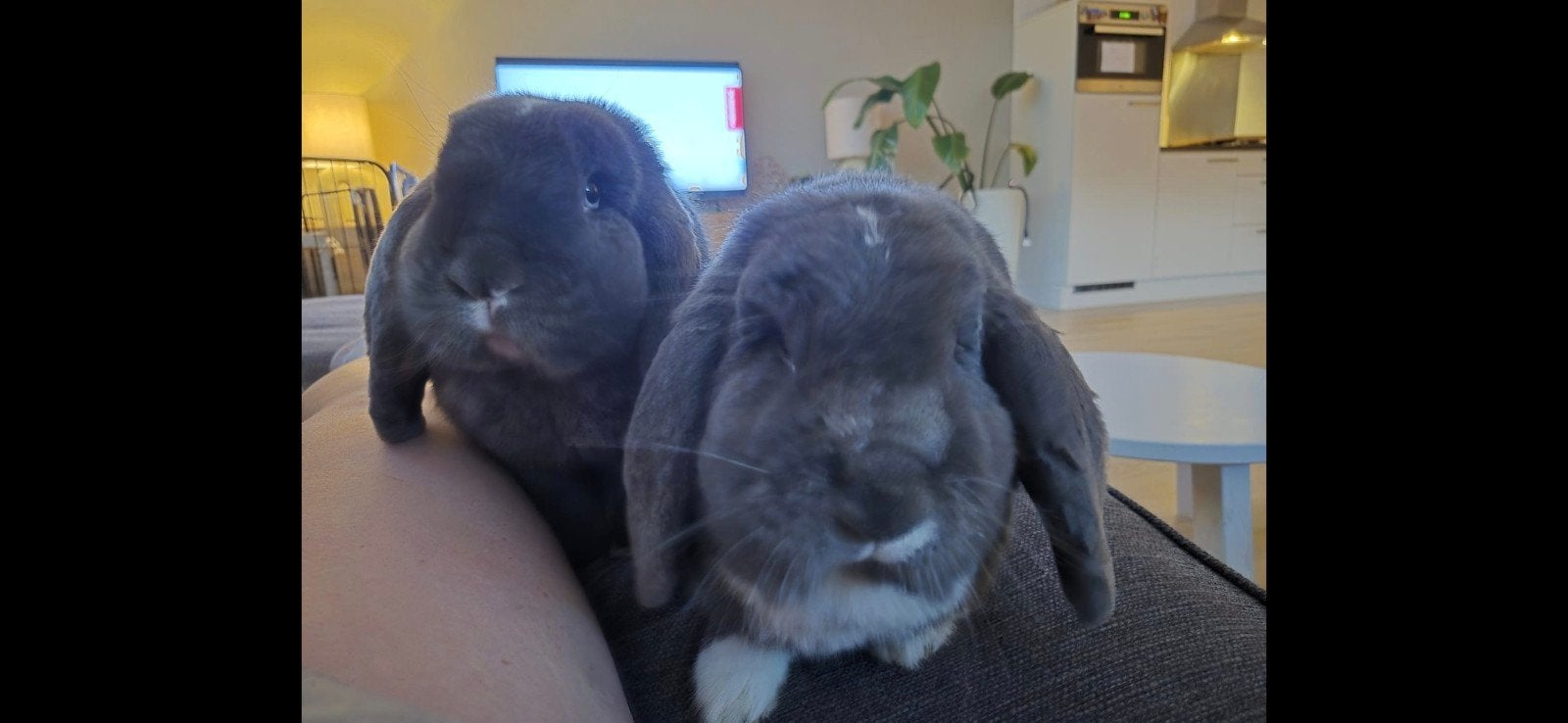 Franse hangoren Teddy en Tosty uit de opvang zoeken een huis, Dieren en Toebehoren, Konijnen, Meerdere dieren, Dwerg