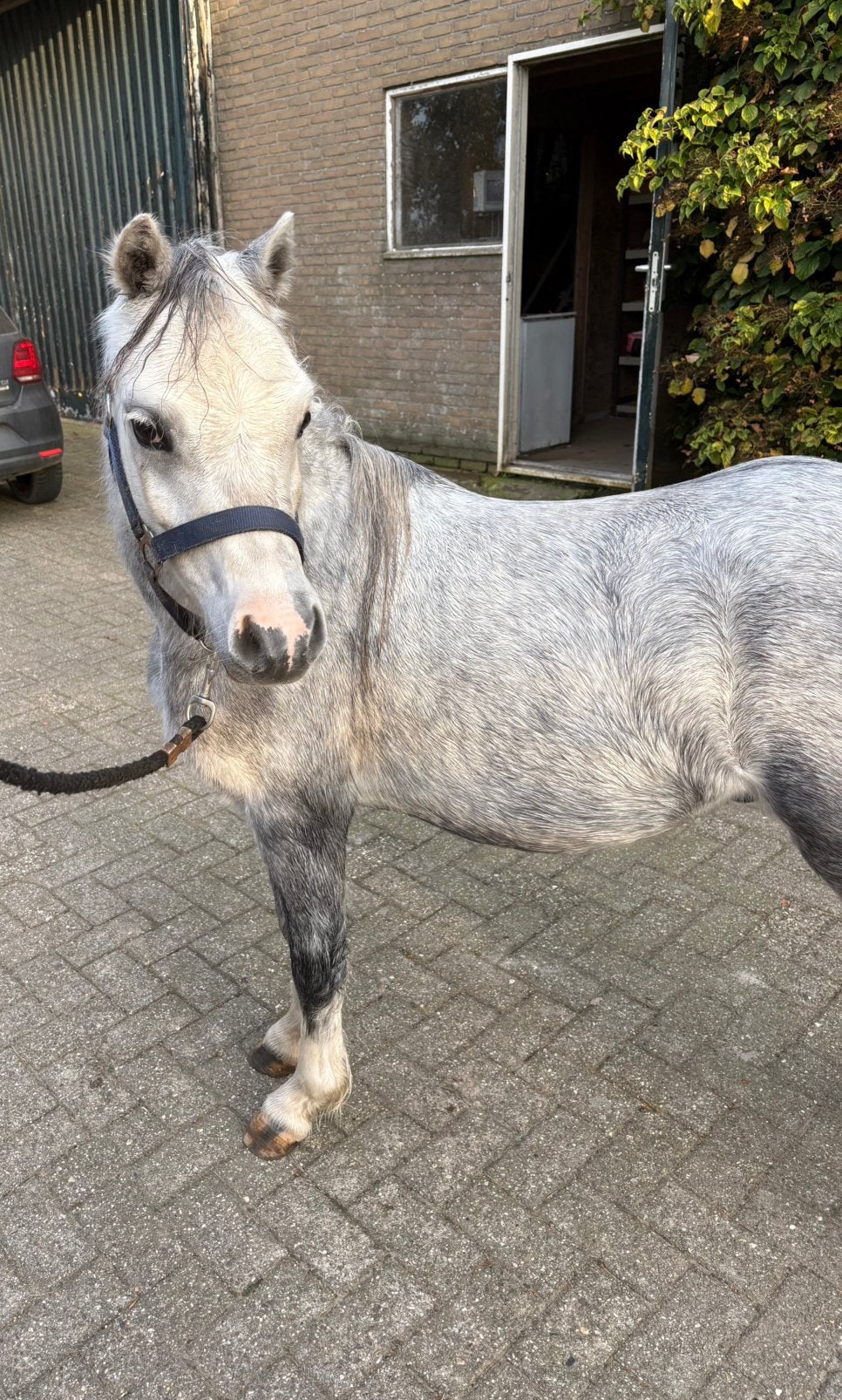 Te koop: welsh pony, Dieren en Toebehoren, Met stamboom, Ruin, A pony (tot 1.17m), 3 tot 6 jaar