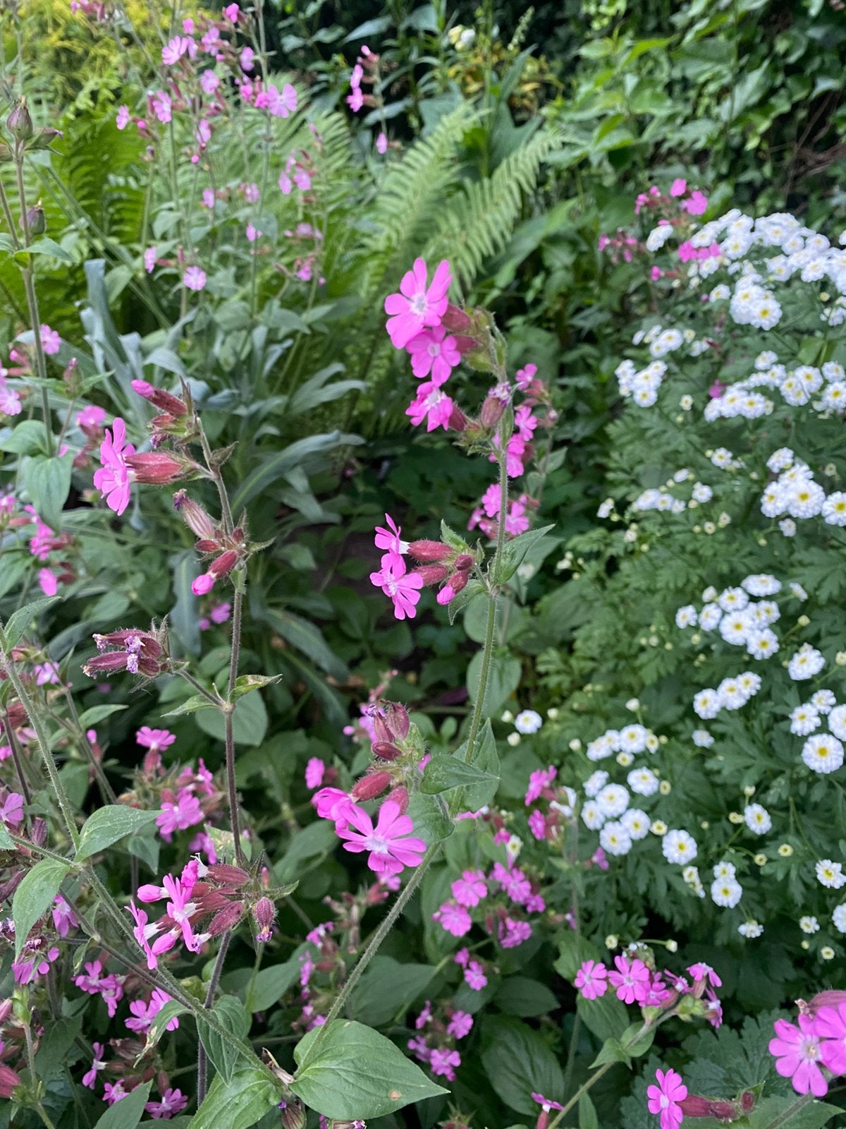Dagkoekoek (Silene dioica) inheemse wasrd en drachtplant, Ophalen, Overige soorten, Halfschaduw