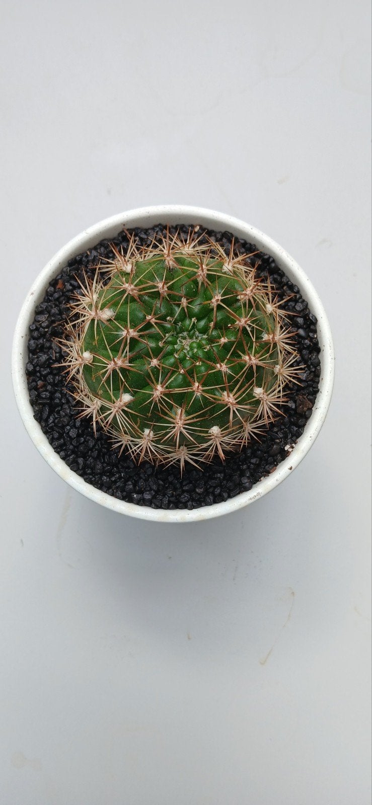 Weingartia Neocumingii Cactus in witte pot, Ophalen of Verzenden, Cactus, Volle zon, Minder dan 100 cm