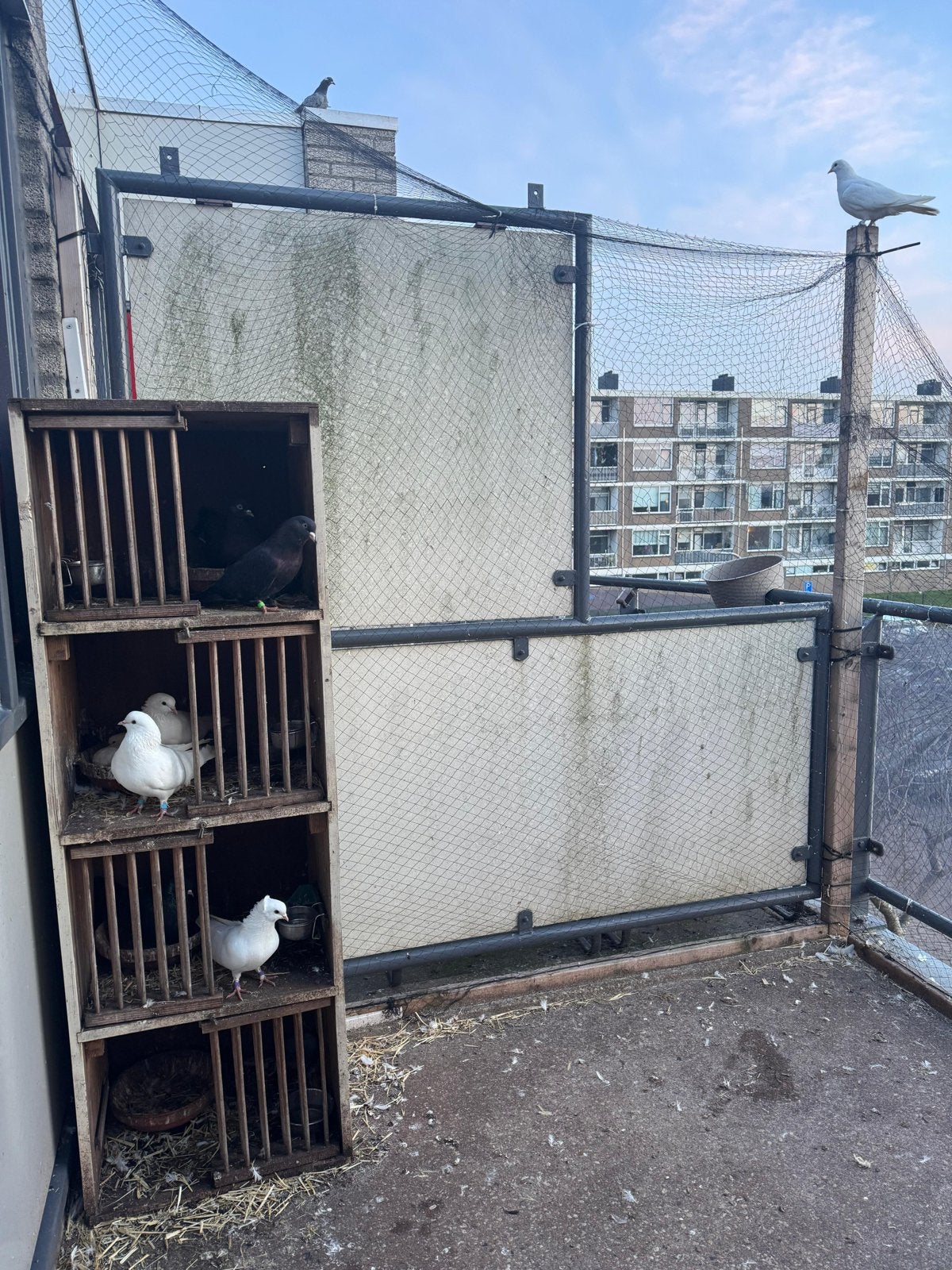 Witte Takla duiven te koop, Dieren en Toebehoren, Vogels | Duiven, Meerdere dieren, Overige soorten