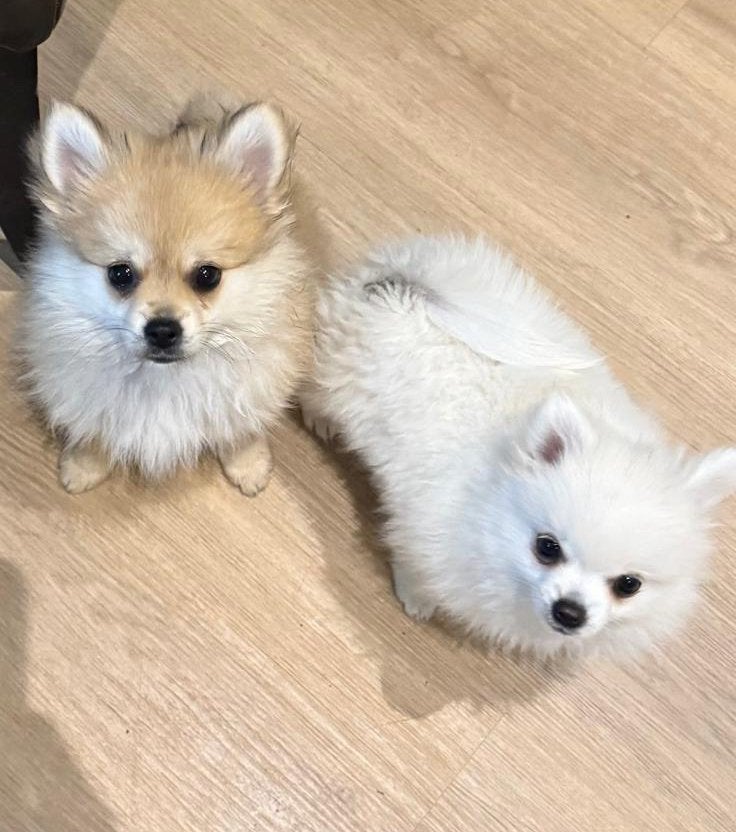 Pomchi Pup puppies, 8 tot 15 weken, Parvo, Meerdere, Nederland