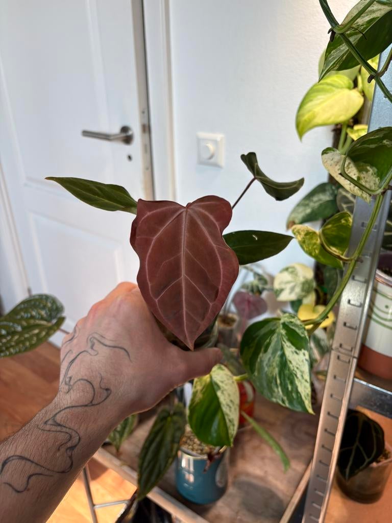 Anthurium docblock F2 x mr worldwide offset, Ophalen of Verzenden, Halfschaduw, Minder dan 100 cm