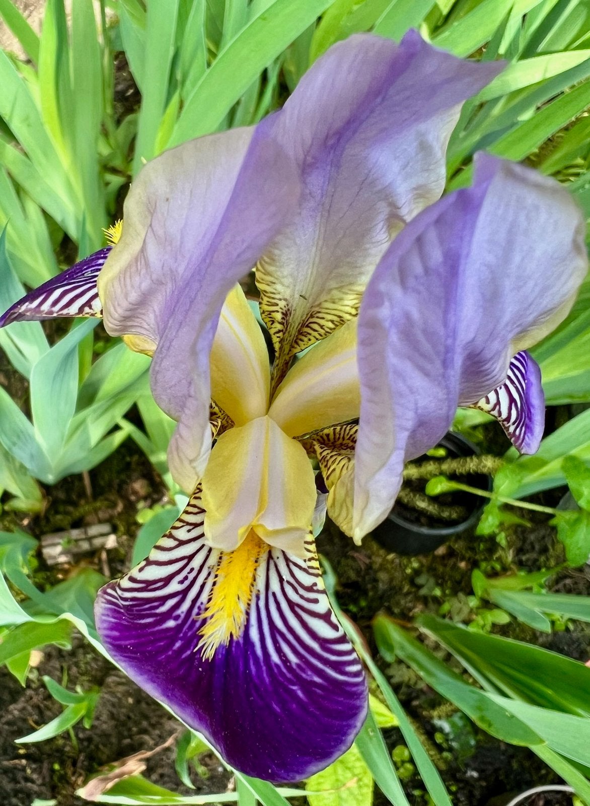IRIS LIS uit Biologische tuin. Waarschijnlijk paars, Vaste plant, Halfschaduw, Lente, Ophalen