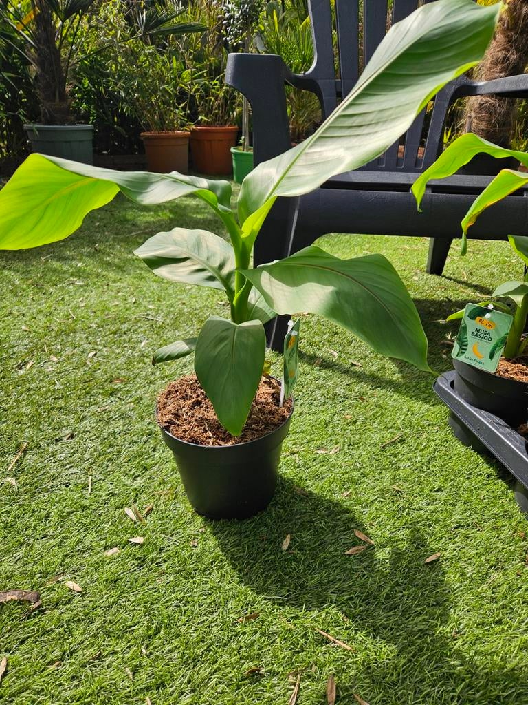Bananenplant Musa Basjoo, Tuin en Terras, Ophalen, Overige soorten, Volle zon