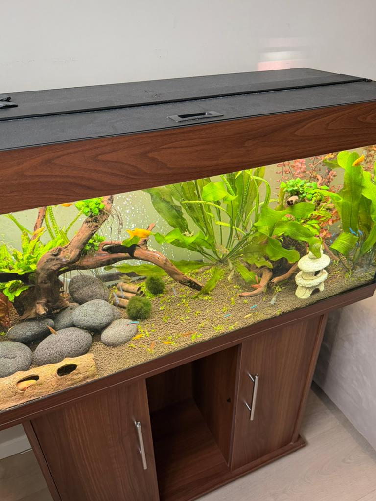 Compleet Aquarium 200 liter, Ophalen, Gebruikt, Overige merken, Inclusief vissen