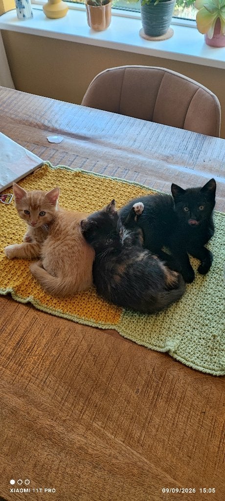 Lieve kittens te koop, Dieren en Toebehoren, Meerdere dieren, Kortharig, 0 tot 2 jaar