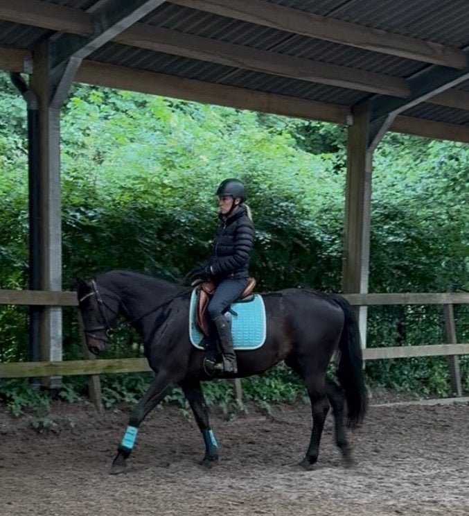 ️Talentvolle allround en lieve merrie zoekt 5*, Dieren en Toebehoren, Paarden, Merrie, Dressuurpaard, 3 tot 6 jaar, 160 tot 165 cm