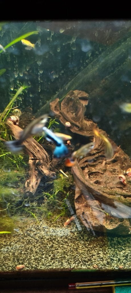 Guppy, Vis, Zoetwatervis