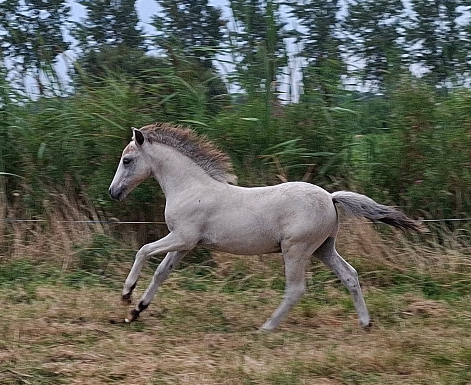 Appaloosa hengstveulen, Dieren en Toebehoren, Paarden en Pony's | Dekhengsten en Fokmerries, Hengst