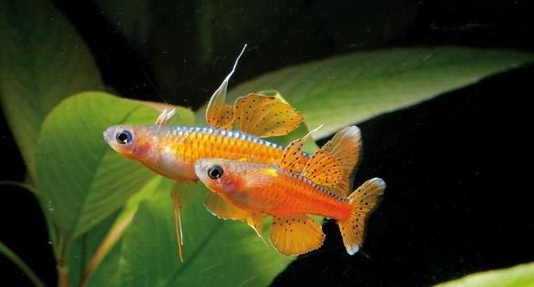Pseudomugil paskai - Paska’s Blauwoogje - Koidream Valburg, Vis, Zoetwatervis