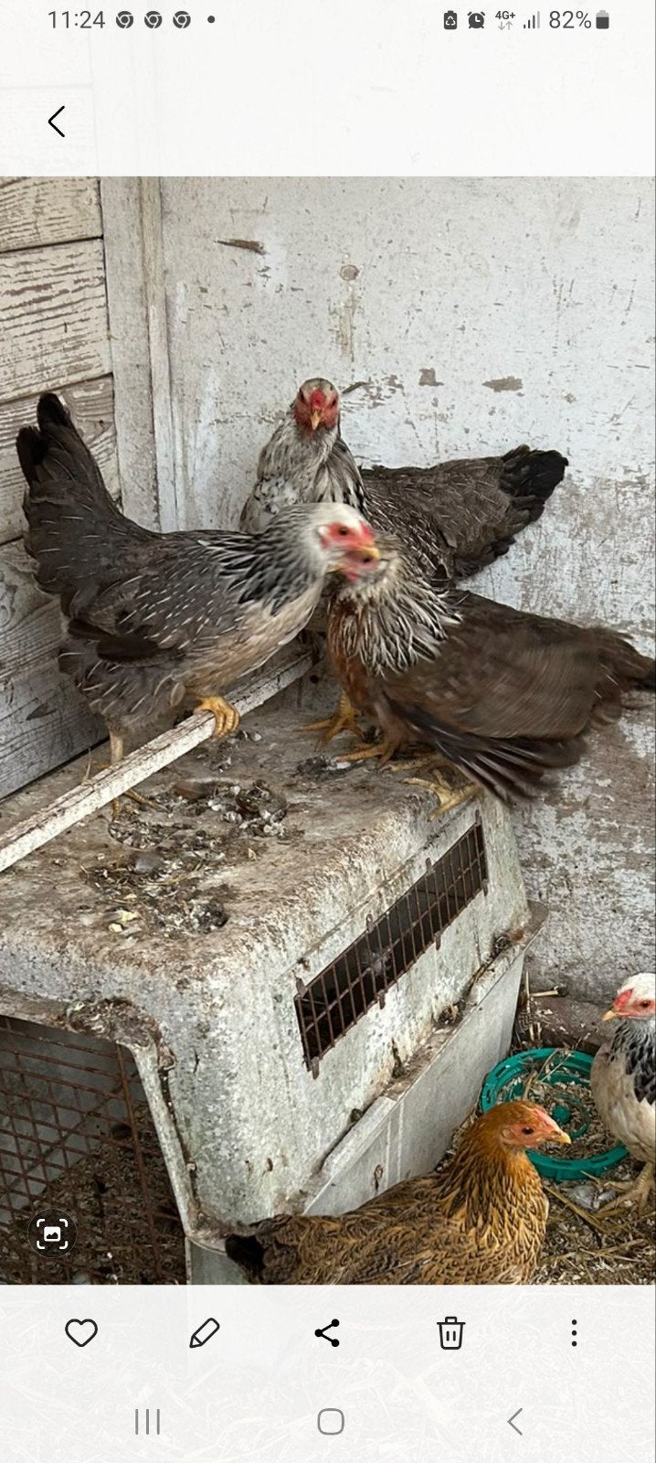 3 Twentse hoen kippen, Dieren en Toebehoren