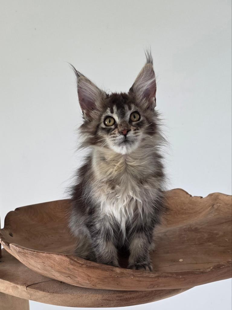 Prachtige maine coon kittens, Dieren en Toebehoren, Katten en Kittens | Raskatten | Langhaar, Meerdere dieren