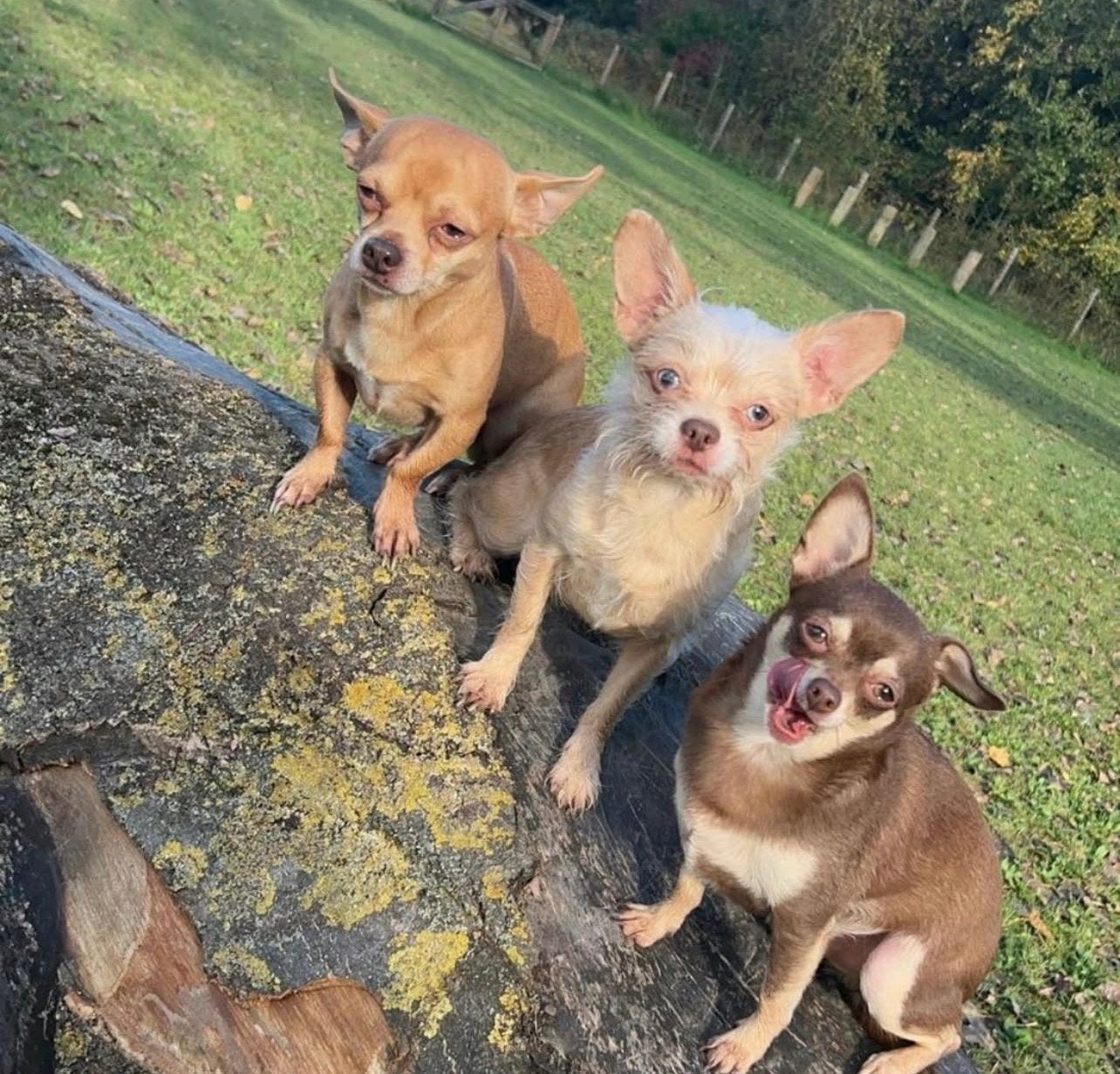 Lieve Chihuahua Sammy, Nederland, Reu, CDV (hondenziekte), Eén hond