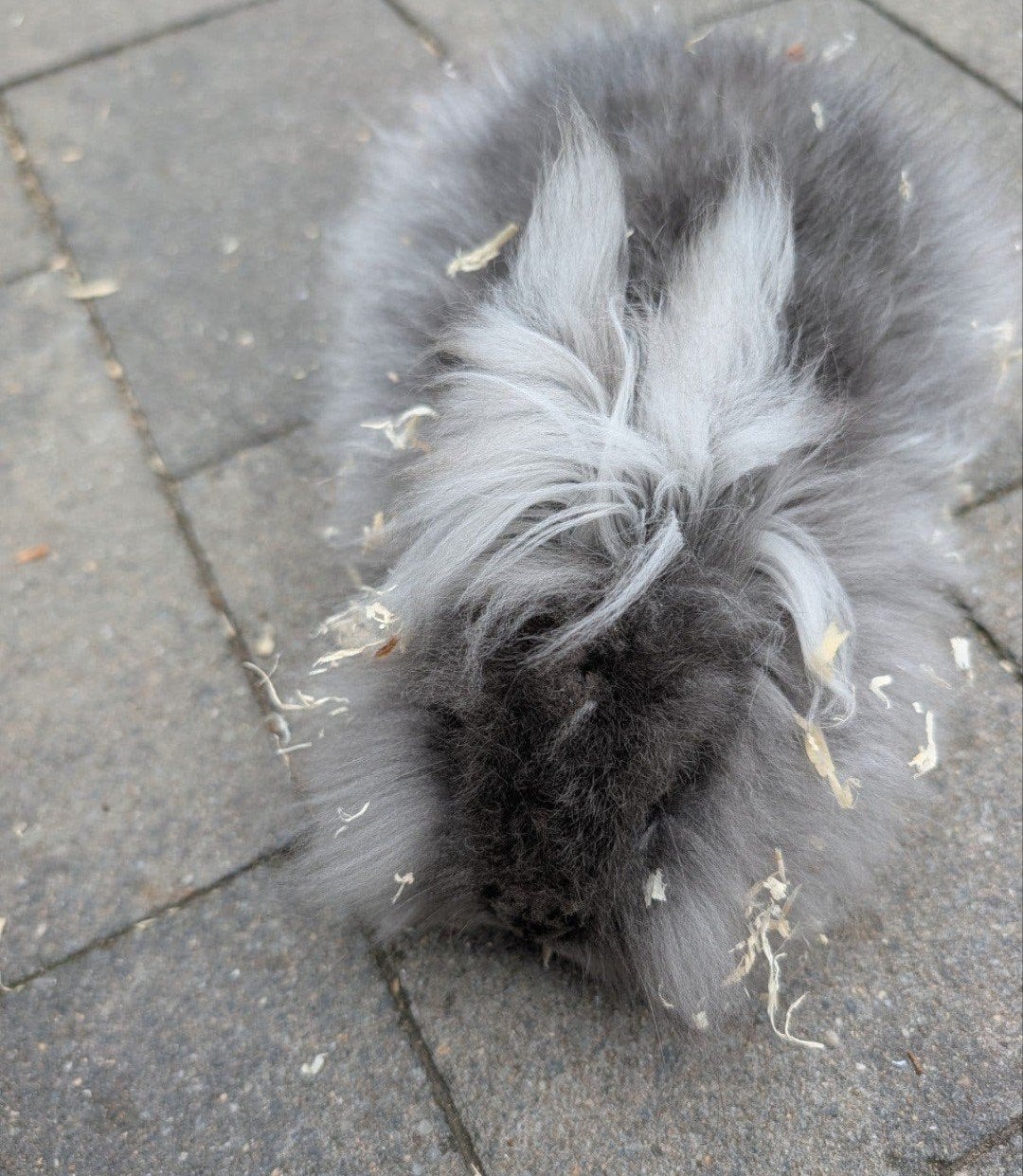 lief vrouwtjes konijn, Dieren en Toebehoren, Vrouwelijk