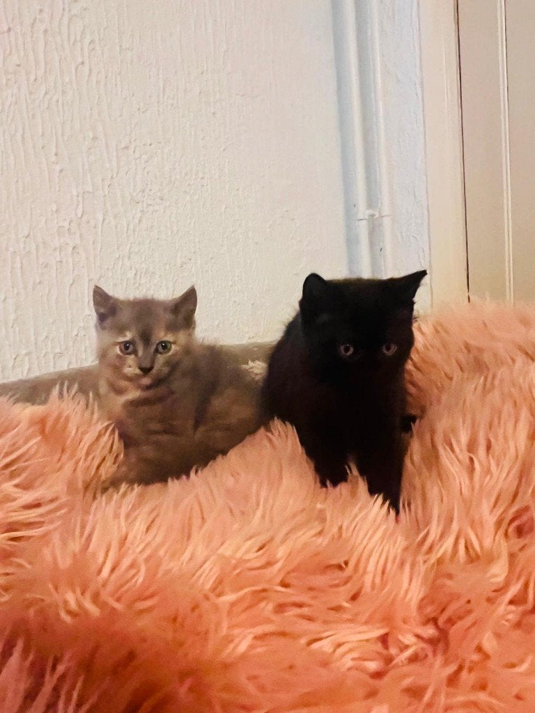2 kittens Britse langhaar x Burmese, Dieren en Toebehoren, Meerdere dieren, Ontwormd, 0 tot 2 jaar