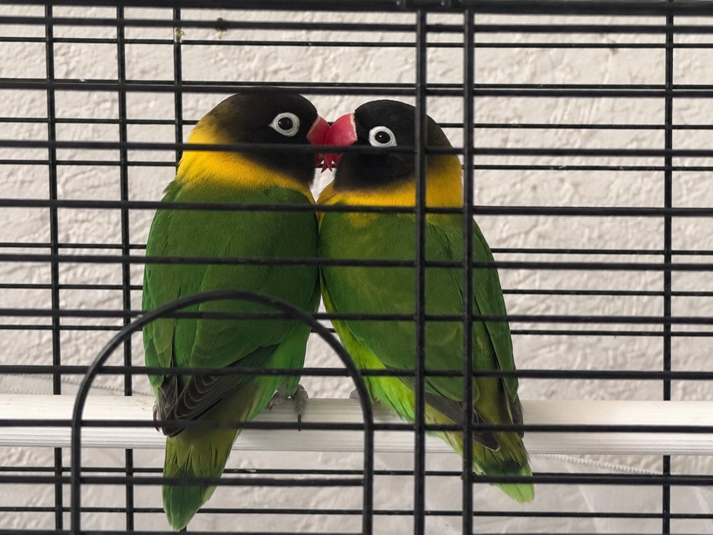 Koppel Agapornis Personata Lovebirds+ kooi + toebehoren  €70, Ophalen, Zo goed als nieuw, Vogelkooi