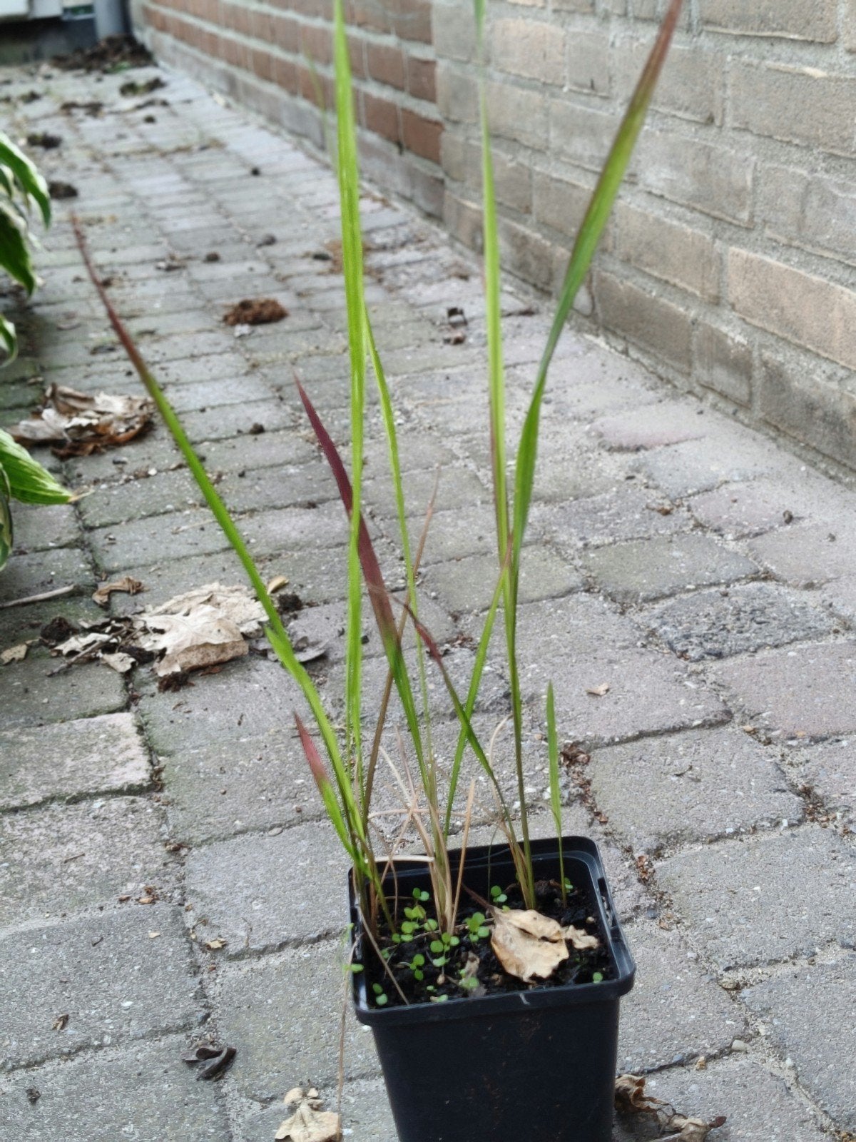 Japans bloedgras, Tuin en Terras, Ophalen, Volle zon, Vaste plant, Siergrassen