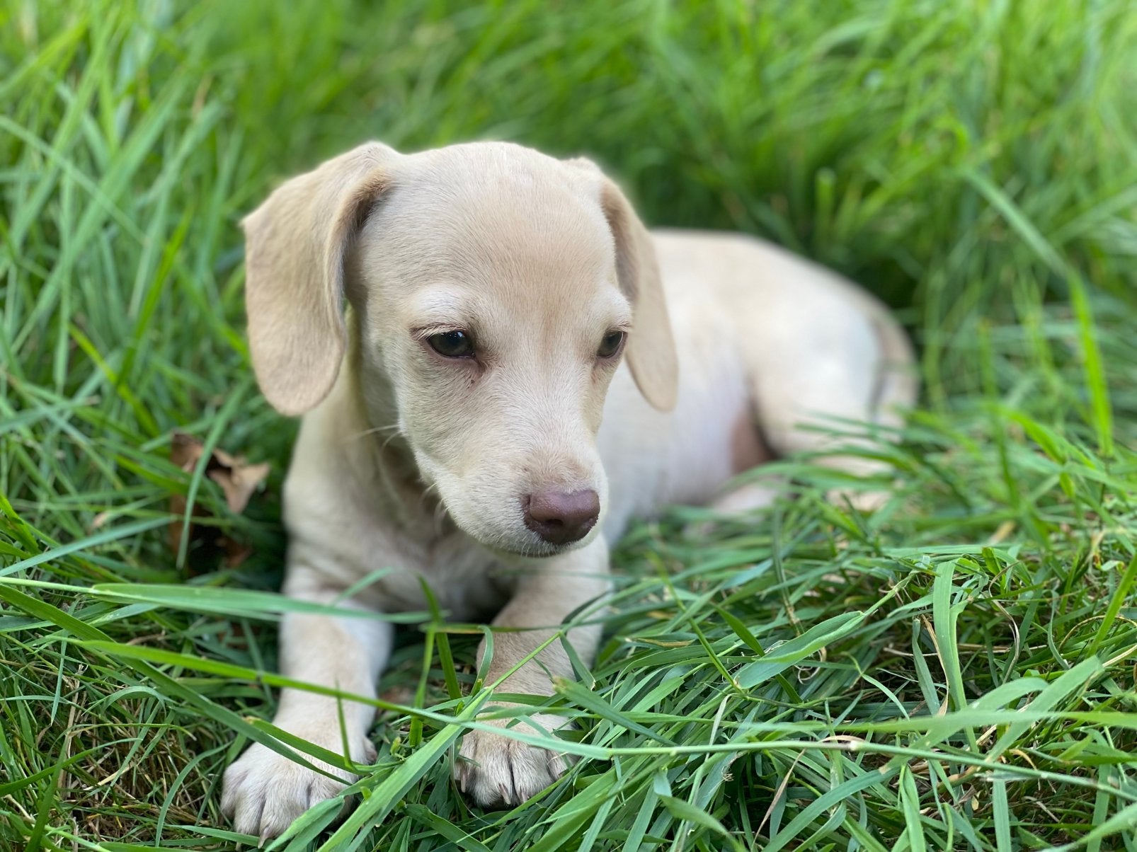 Blonde kortharige teckel kruising pup reutje, Reu, 8 tot 15 weken, Korthaar, Dwerg
