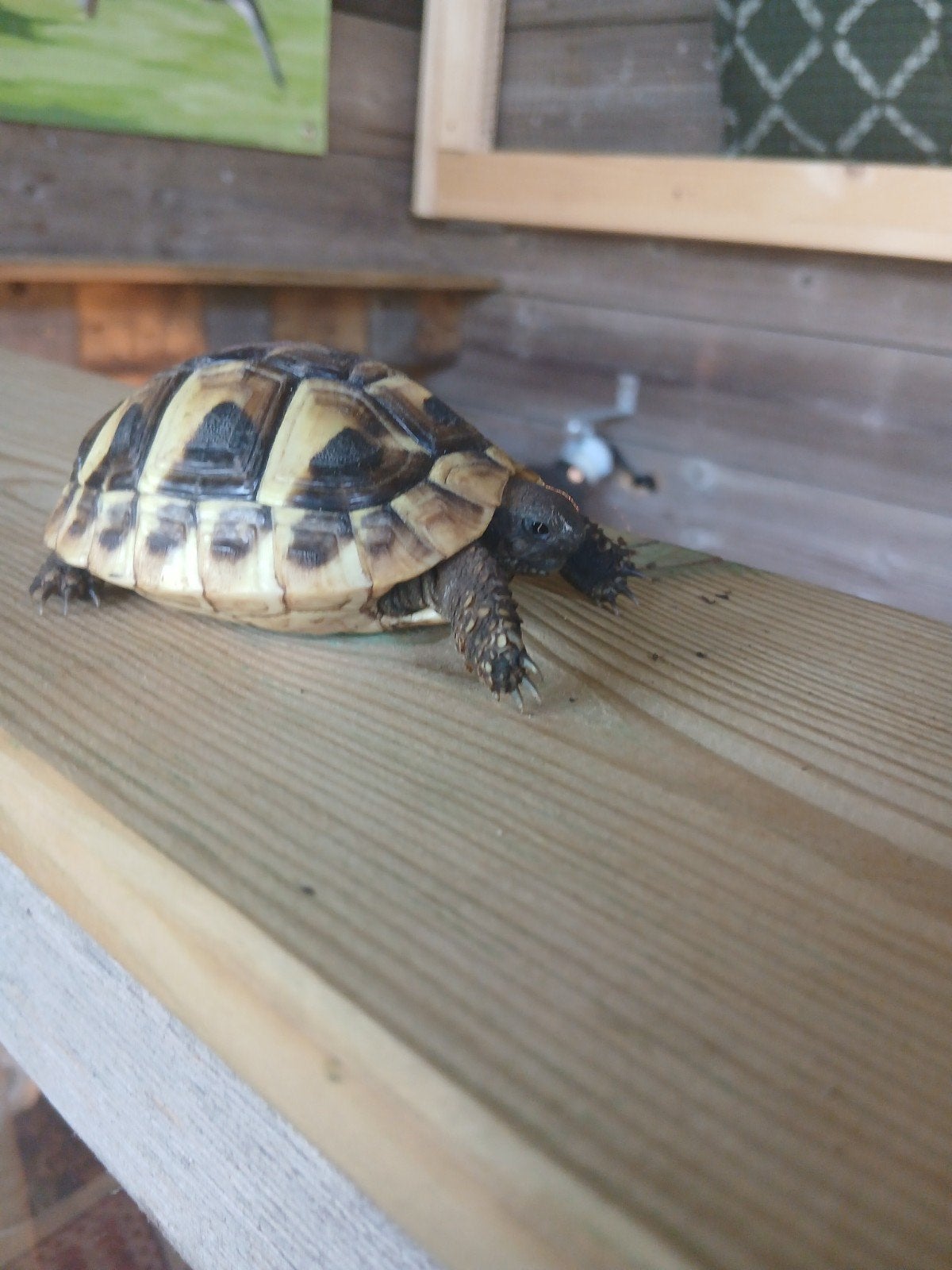 4 jonge griekse landschildpadden incl cites