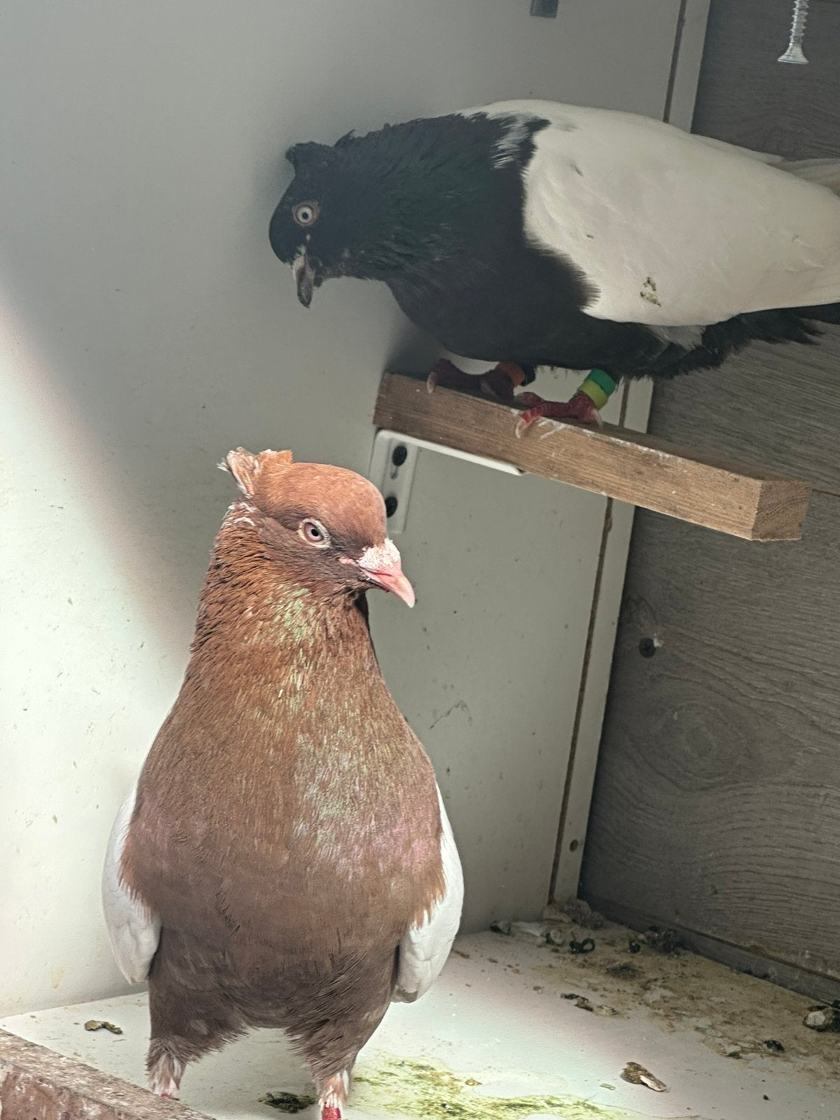 Iranse duiven, Dieren en Toebehoren, Vogels | Duiven
