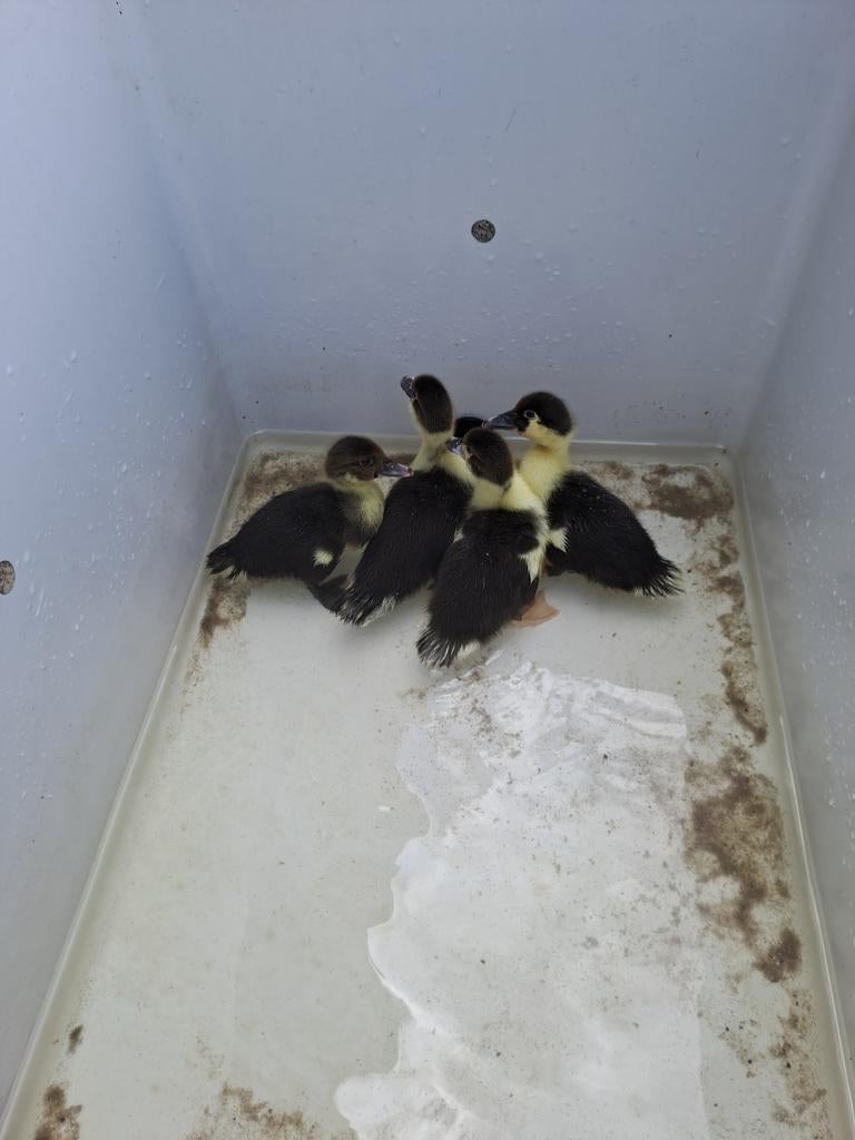 4 jonge muskuseenden, Geslacht onbekend, Eend