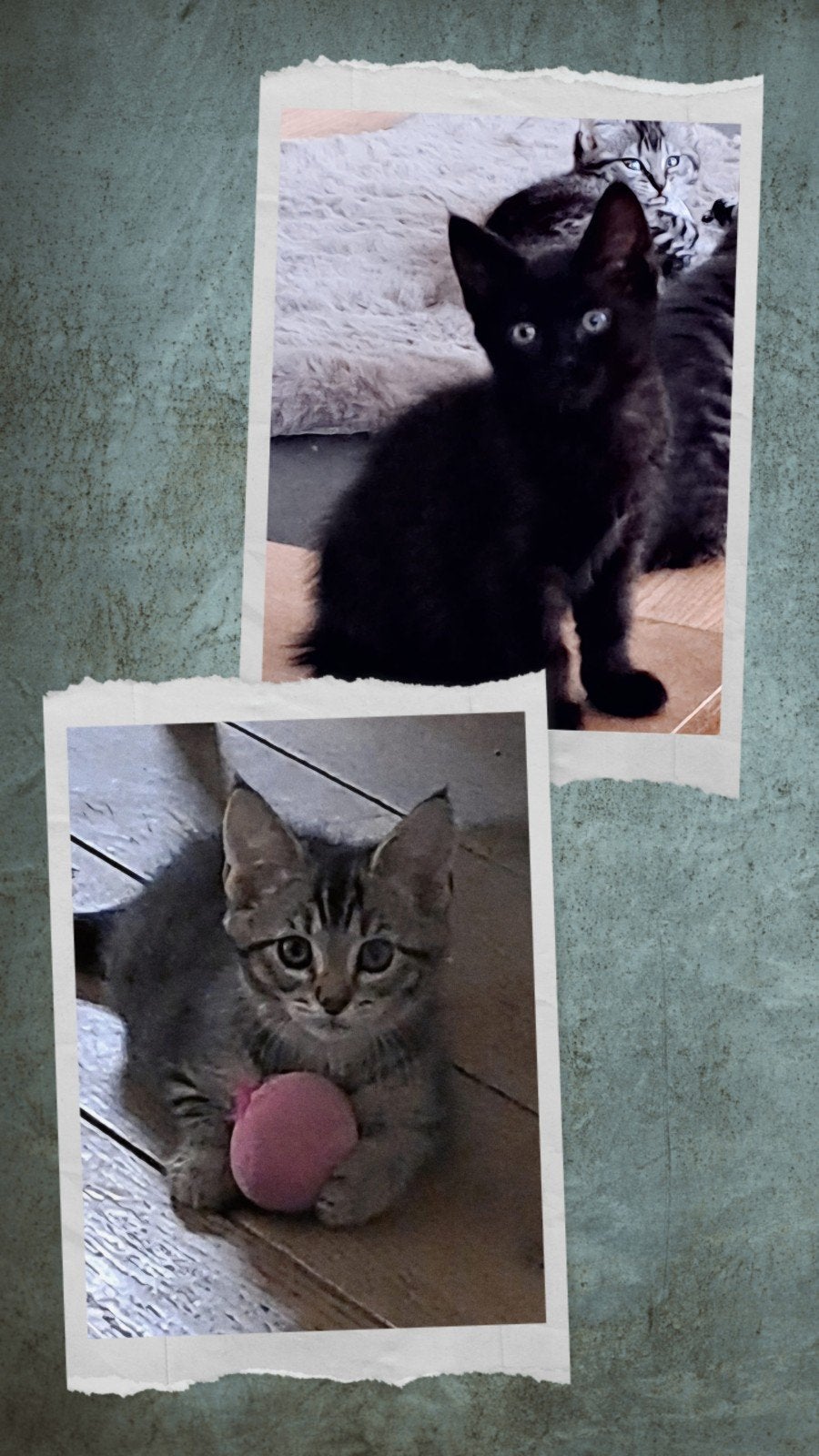 Kittens Siberisch x Europees Noorse boskat, Dieren en Toebehoren, Katten en Kittens | Raskatten | Korthaar, Meerdere dieren, Ontwormd