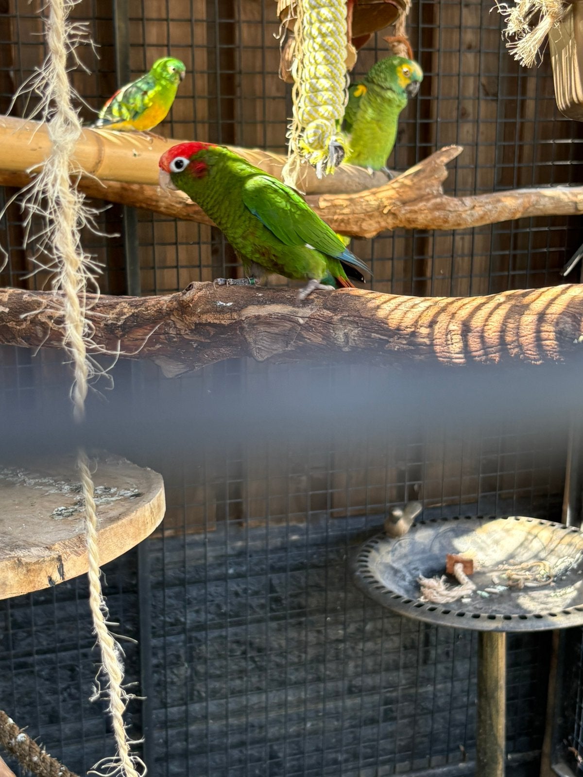 Koppel pyhurras, Meerdere dieren, Parkiet