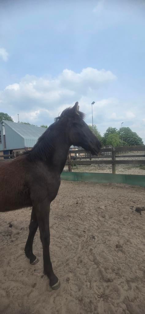 Uniek Warlander hengstveulen, Minder dan 160 cm, Dressuurpaard, 0 tot 2 jaar, Hengst