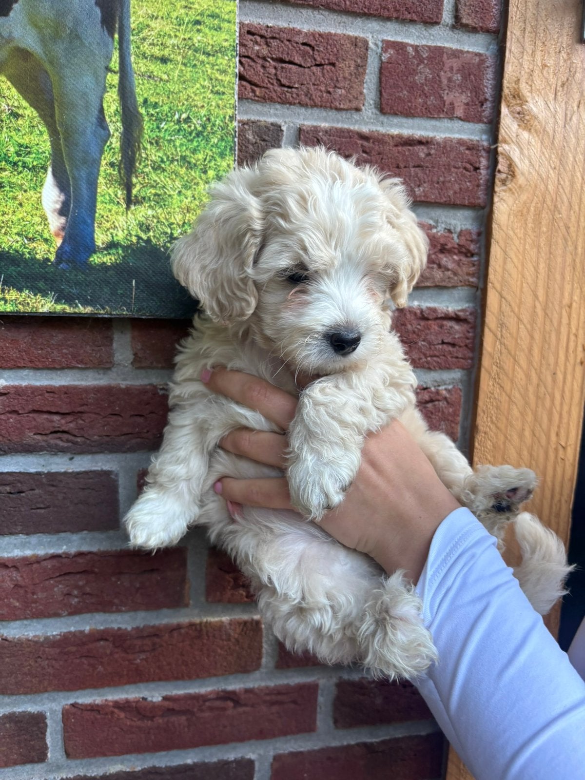 Malti poo pup te koop, Dieren en Toebehoren, 8 tot 15 weken, Eén hond, Nederland, Particulier