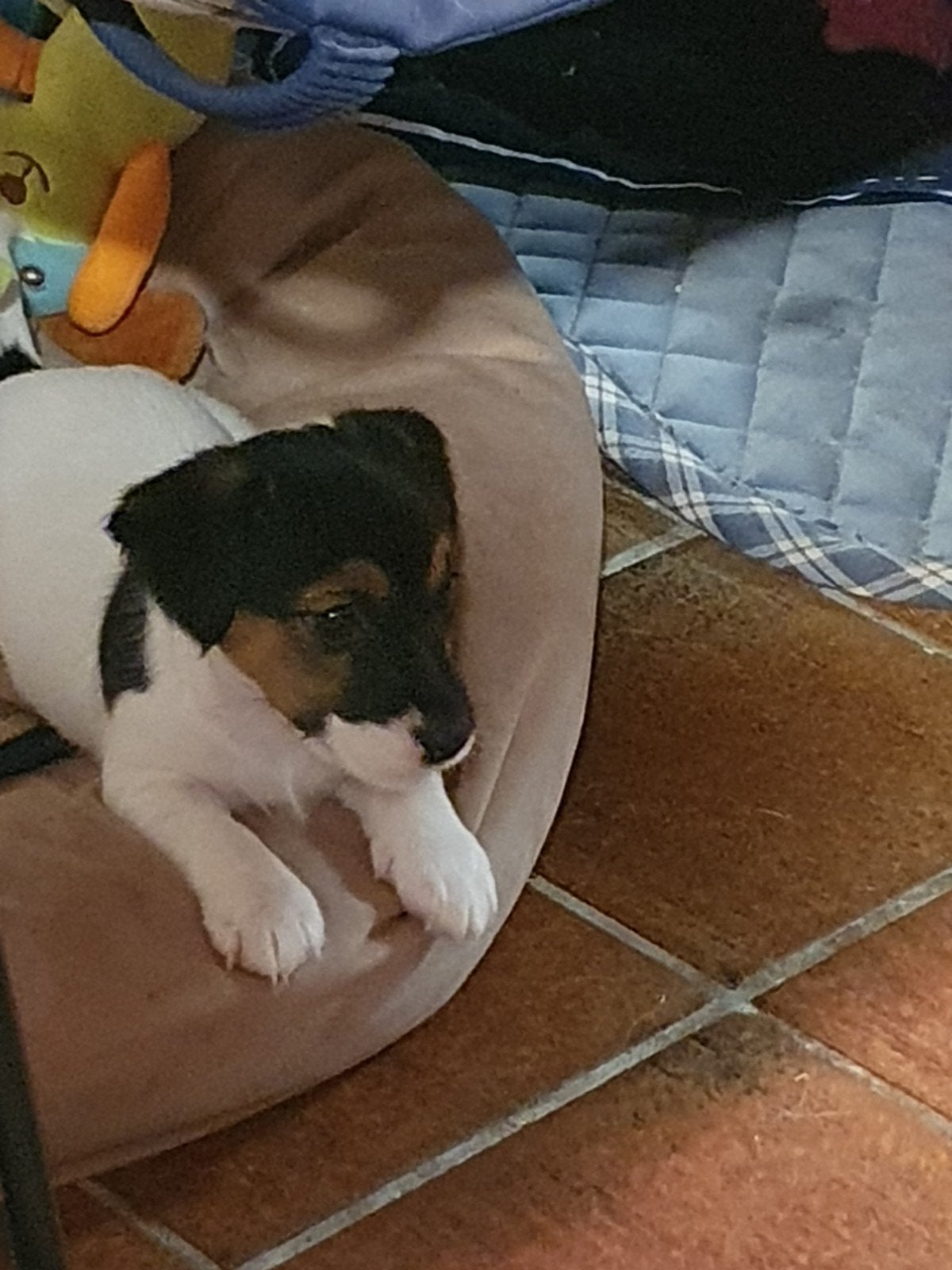 zuiver gefokte " echte" Jack Russell pups. zoals het hoort, Jack Russell Terriër, 8 tot 15 weken, CDV (hondenziekte), Meerdere