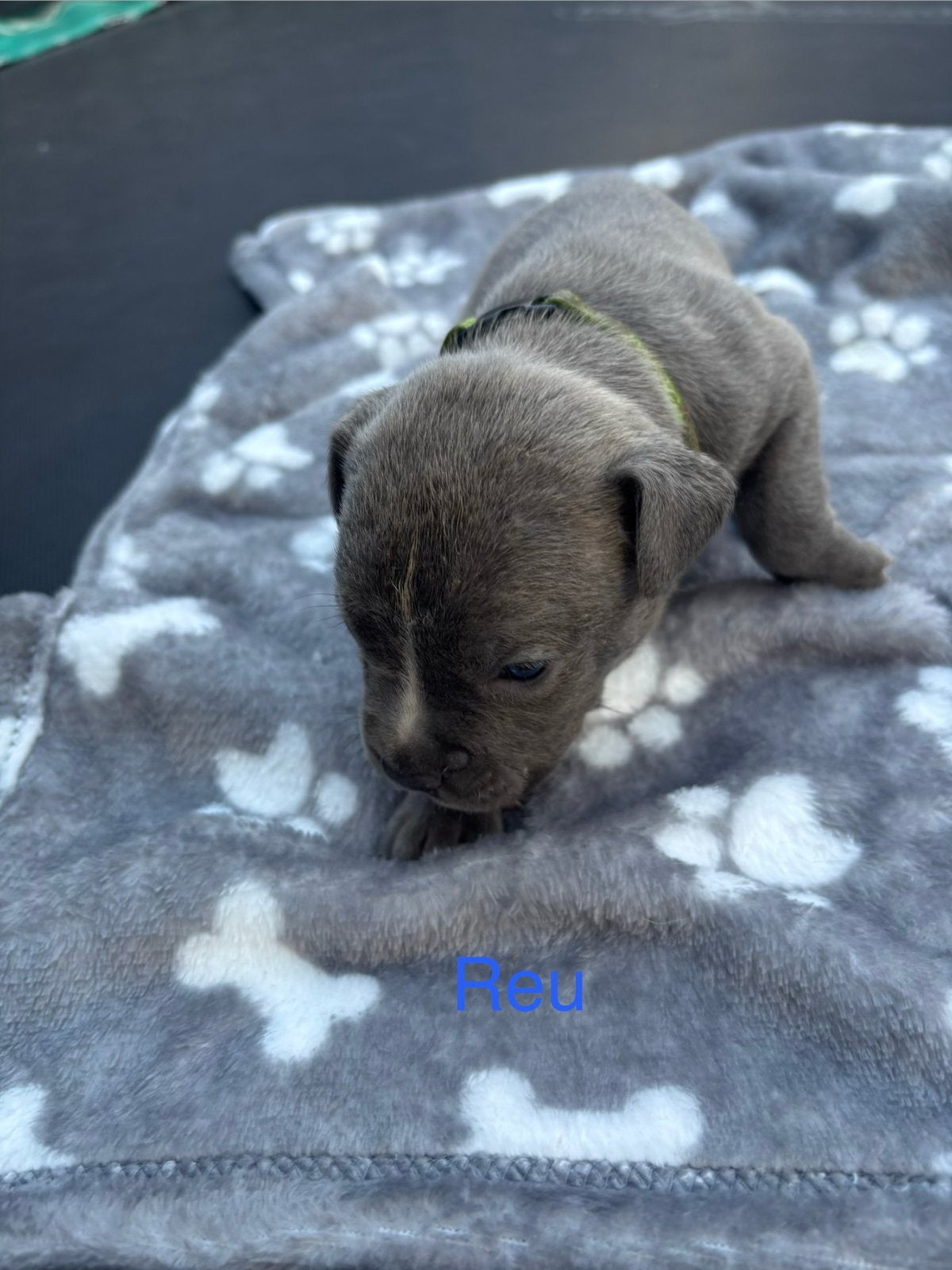 Puppies Kruising XL bully en Mastino x XXL pitbull, Parvo, Overige rassen, 8 tot 15 weken, Meerdere