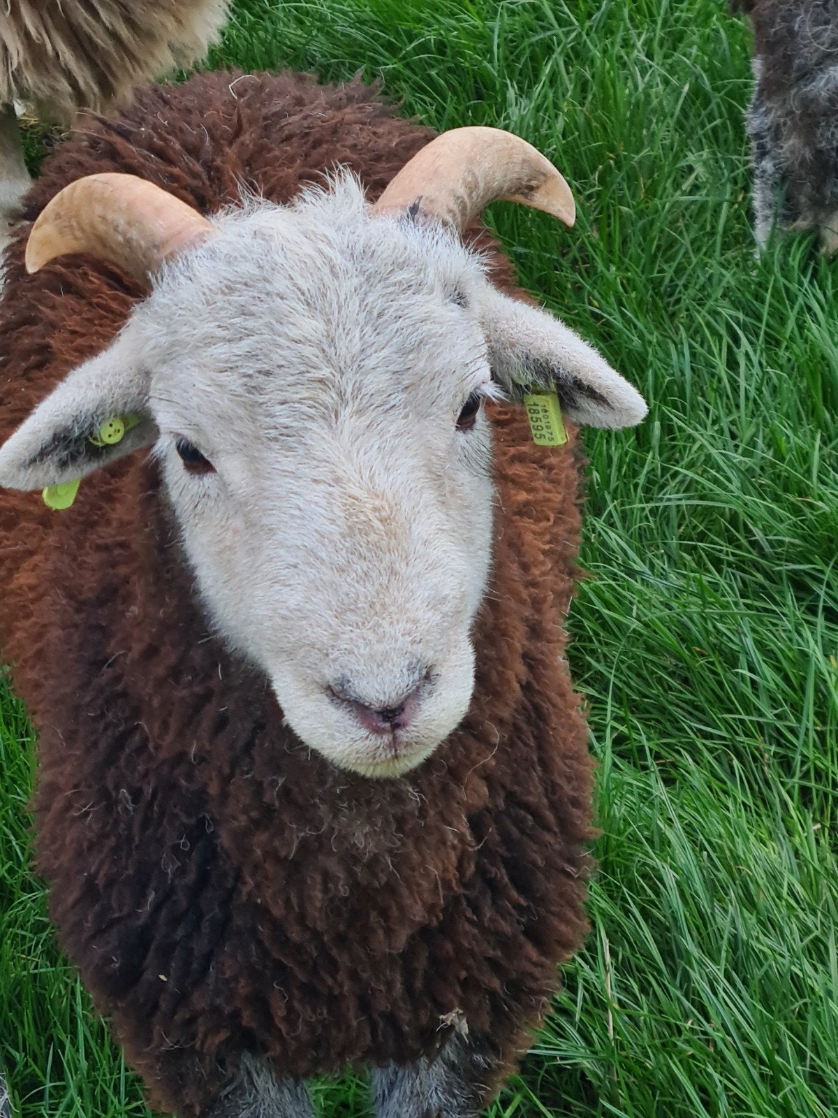 Herdwick rammen, Mannelijk, Schaap